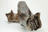 Woolly Mammoth Partial Jaw with M Molar #207347-3